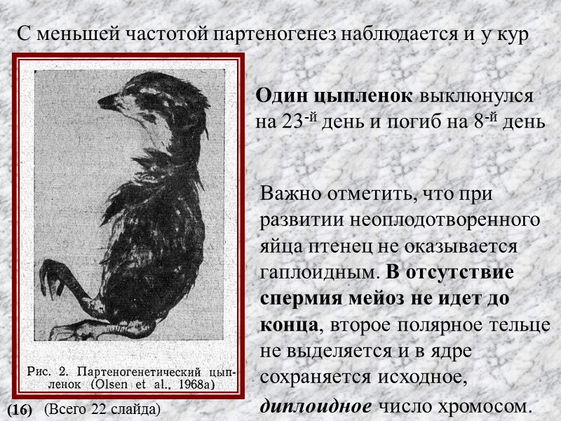 Важно отметить, что при развитии неоплодотворенного яйца птенец не оказывается гаплоидным. В отсутствие спермия